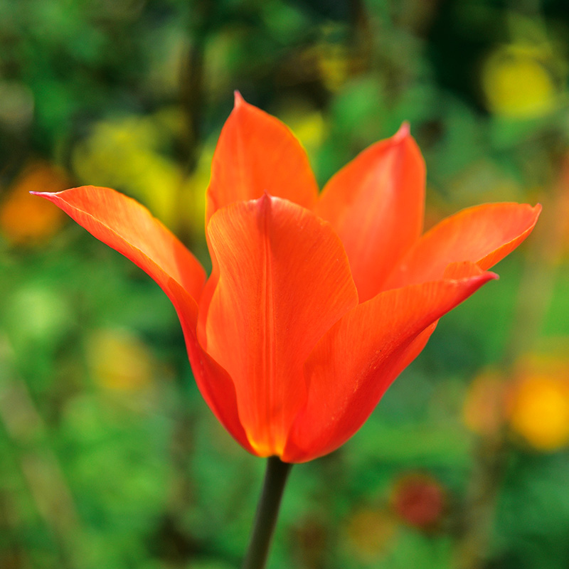 Tulipe Fleur de lis Ballerina - Ernest TURC
